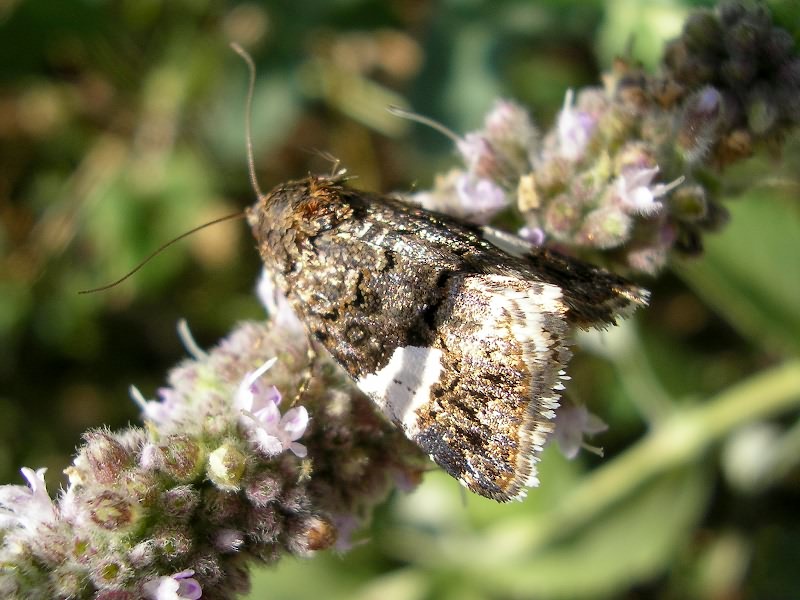 Tyta luctuosa (Denis & Schiffermuller, 1775)